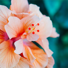 Floral