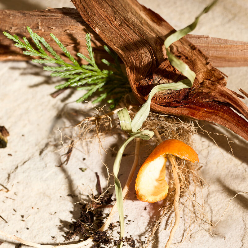 Dried fragrance note ingredients  citrus peel vetiver cypress  with dirt on textured surface