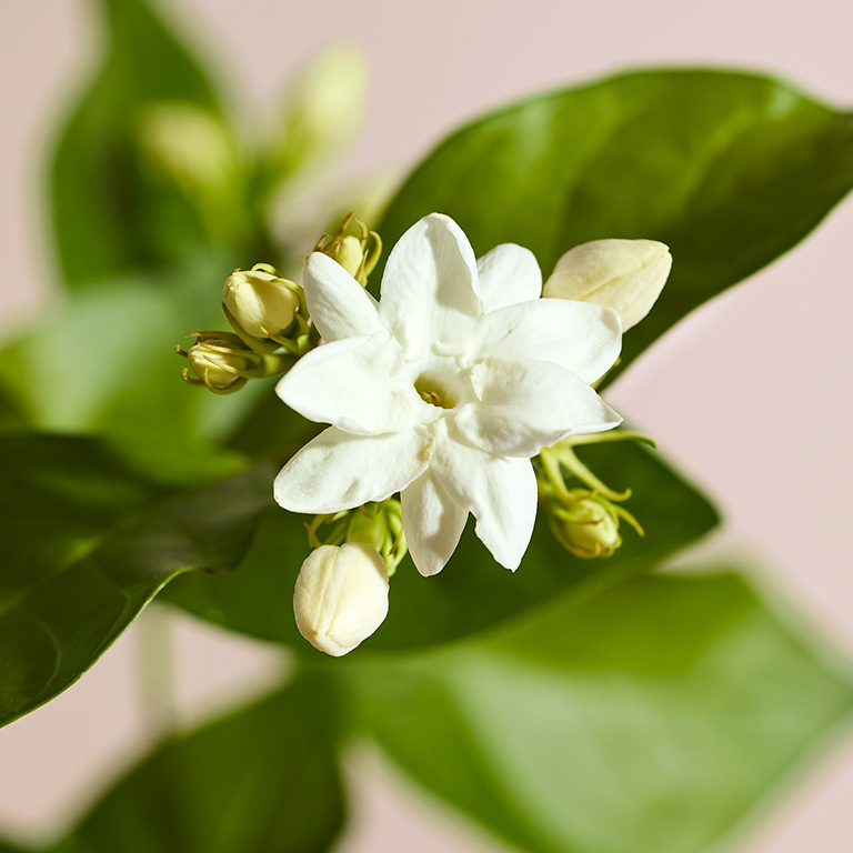 Flor de jazm&iacute;n, un ingrediente de Mary Kay Confidently You Eau de Parfum.