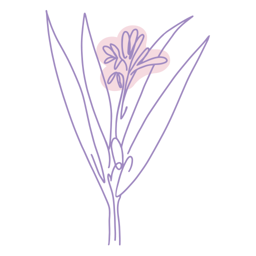 Ilustraci&oacute;n de Hoja de Alpinia Galanga